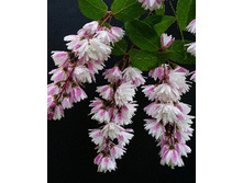 100���. ������ �������� ������� ����.jpg