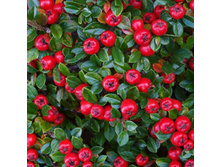 90���. ��������� ��������� ����� �����.jpg