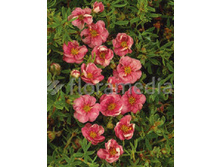 97���. �������� ������������� ������ ����.jpg