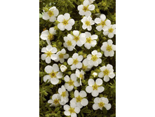 97���. �������� ������������� ���� ����.jpg