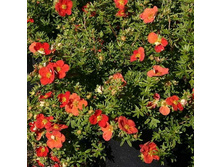 109���. �������� ������������� ������ ��� �����.jpg