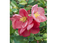 108���. ���� ������������ (���������) ���� ����.jpg