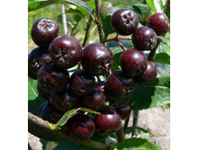 128���. ������ ������������ ������.jpg