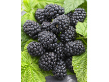 130���. ������� ��������� ���� �����.jpg