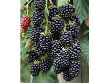 130���. ������� ��������� �������.jpg