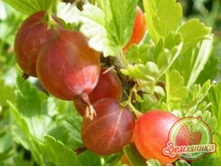 130���. ��������� ���������� ���.jpg