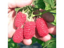 130���. ������ �����.png