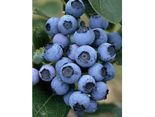 140���. �������� �������.jpg