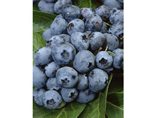 140���. �������� �������.jpg