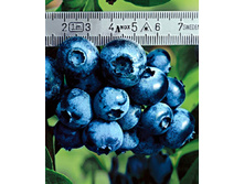 140���. �������� �������.jpg