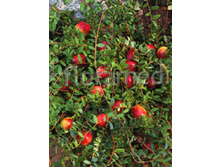 140���. ������ ������������� ��� ����.jpg