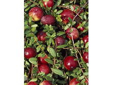 140���. ������ ������������� �������.jpg