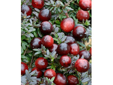 140���. ������ ������������� ���� ����.jpg