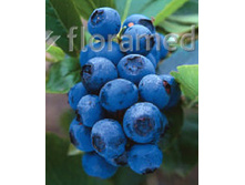 140���. �������� �������.jpg