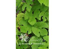 150���. �������� ��������� ������.jpg