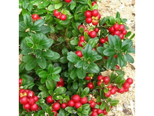 150���. �������� ��� ����.jpg