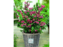 170���. �������� ���� �������.jpg