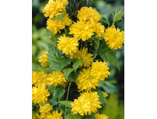 100���. ������ ����������.jpg