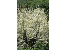 100���. �������� ������.jpg