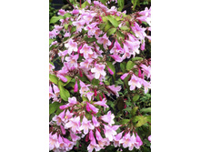 106���. ���������� �������� ���� �����.jpg