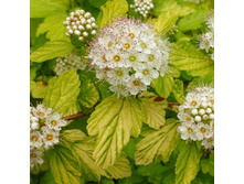 130���. ������������� ������������� ����� ����.jpg