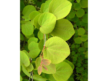 151���. �������� �������� ��������.jpg