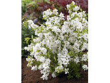 183���. ��������� ��������� �������.jpg