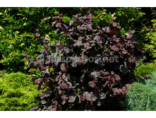 287���. ������ ������������ ��� ���������.jpg