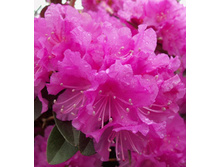 130���. ����������� ��������� �. ���. �. ����.jpg