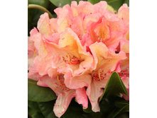 234���. ����������� ��������� ��������.jpg