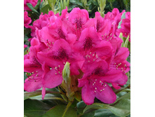 234���. ����������� ��������� ���� ������.jpg