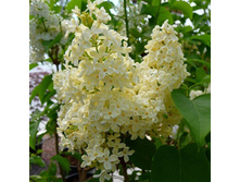 150���. ������ ������������ ��������.jpg