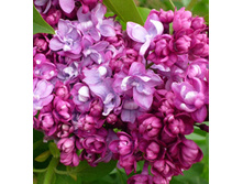 150���. ������ ������������ ���� ������.jpg