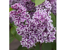 150���. ������ ������������ ��������.jpg