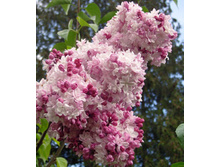 238���. ������ ����������� ��������.jpg