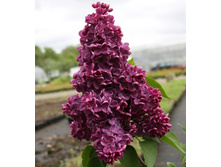 238���. ������ ������������ ���� ����������.jpg