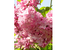 238���. ������ ����������� ����� ������.jpg