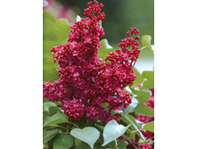 238���. ������ ������������ ������� ������.jpg