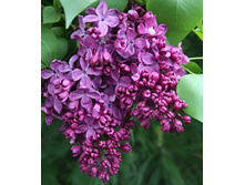 238���. ������ ������������ �����.jpg