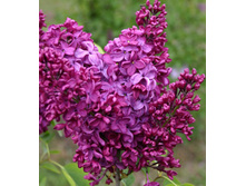 238���. ������ ������������ ����������� �������.jpg