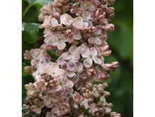 238���. ������ ������������ �������.jpg