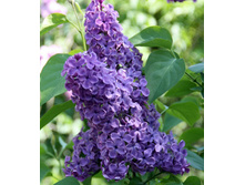 238���. ������ ������������ �������.jpg