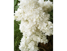 238���. ������ ������������ ������� ����� �������.jpg