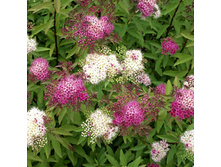 89���. ������ �������� ������.jpg