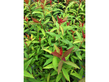 90���. ������ �������� ����� ���.jpg