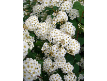 92���. ������  ������.jpg