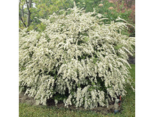 92���. ������  ��������.jpg