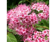 92���. ������ �������� ���� ��������.jpg