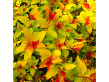 135���. ������ �������� ������ ������.jpg