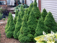 76���. ��� Picea glauca Conica.jpg